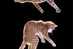 为什么猫从高处落下总能脚着地？有人为此写了一本物理书