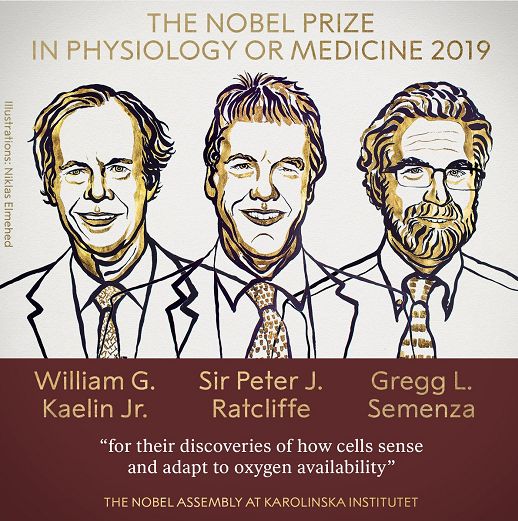 “血与氧”才是今年诺贝尔生理学或医学奖的主角！揭晓细胞感知氧气的秘密，美、英三位科学家获奖