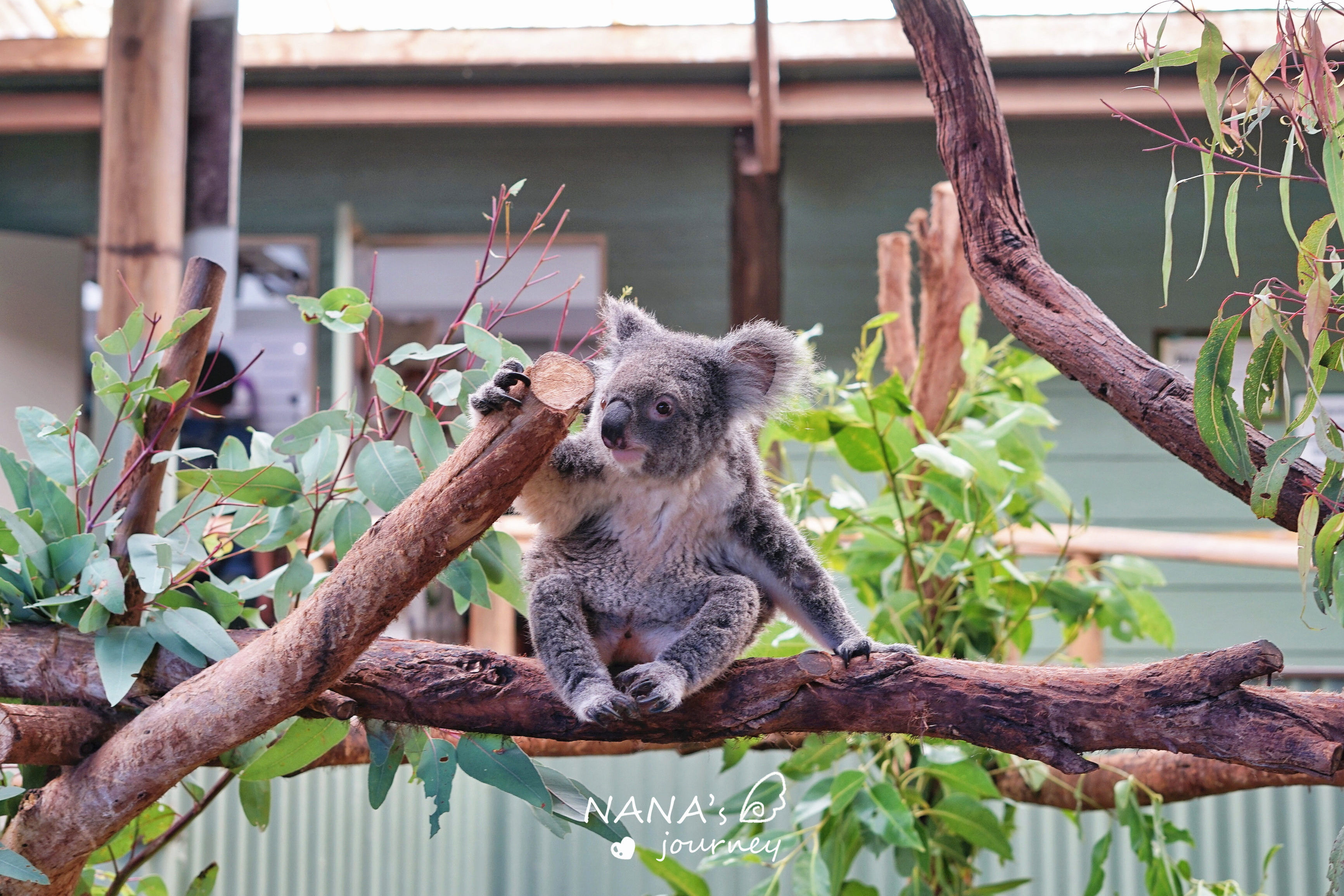 澳大利亚旅游必做项目之一，感受澳洲独有动物的魅力