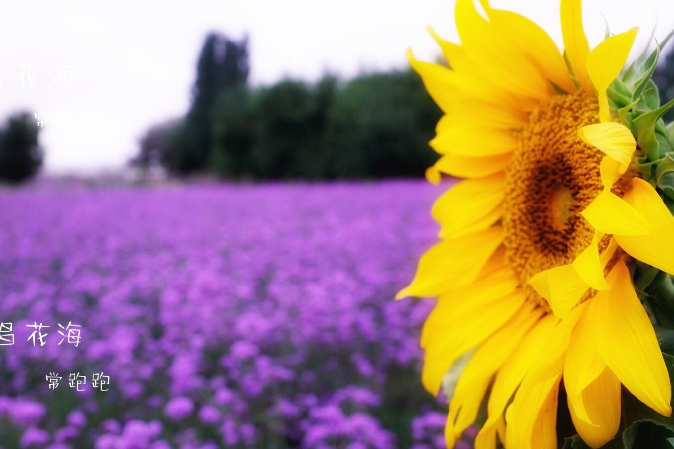 薰衣草花海的浪漫军婚——致八一