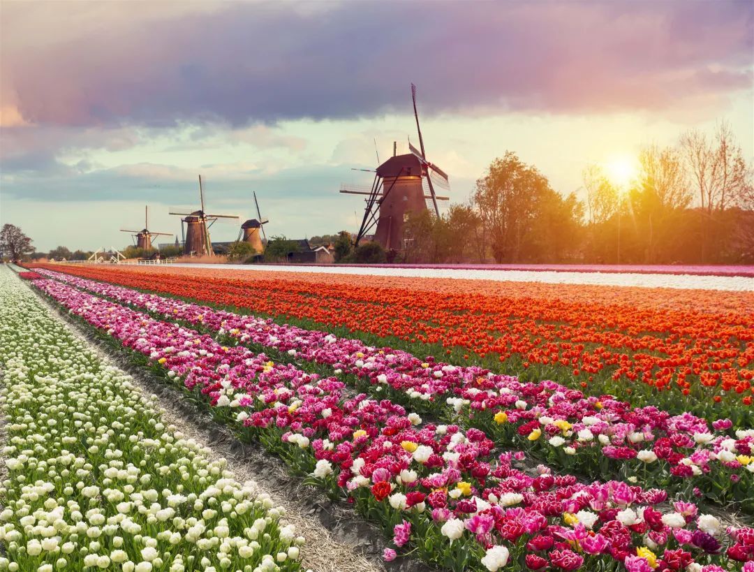 春天，在荷兰和郁金香来一场最美的约会吧！