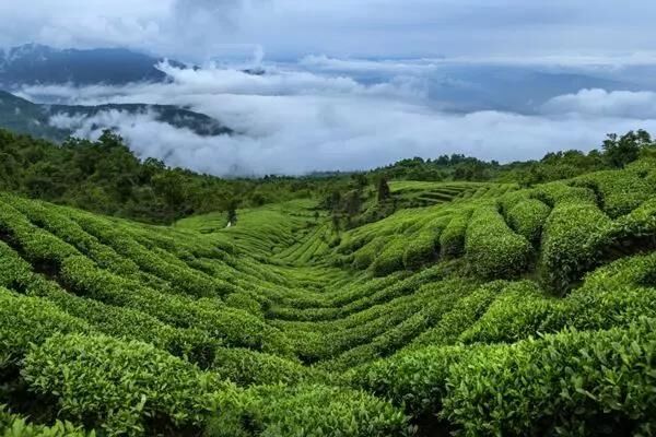 “茶界茅台”竹叶青和小罐茶背后的变局：如何让中国茶再次伟大？