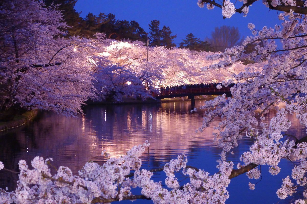 60万中国游客花80亿去日本赏樱？这篇赏樱技术贴告诉你怎么避开人流拍美景