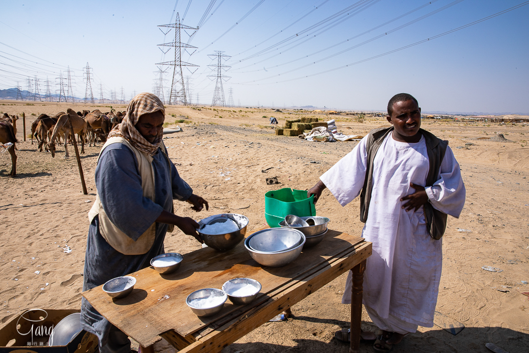 在沙特旅游，品尝新鲜骆驼奶是一个项目，但是卫生环境也很重要