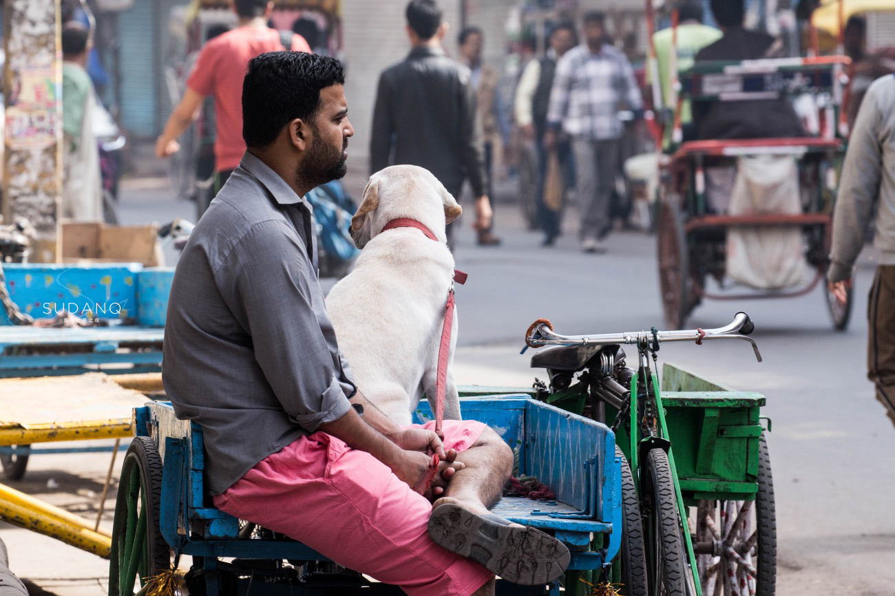 印度这座城市人口位居世界第二，流浪狗泛滥，教育制度糟糕