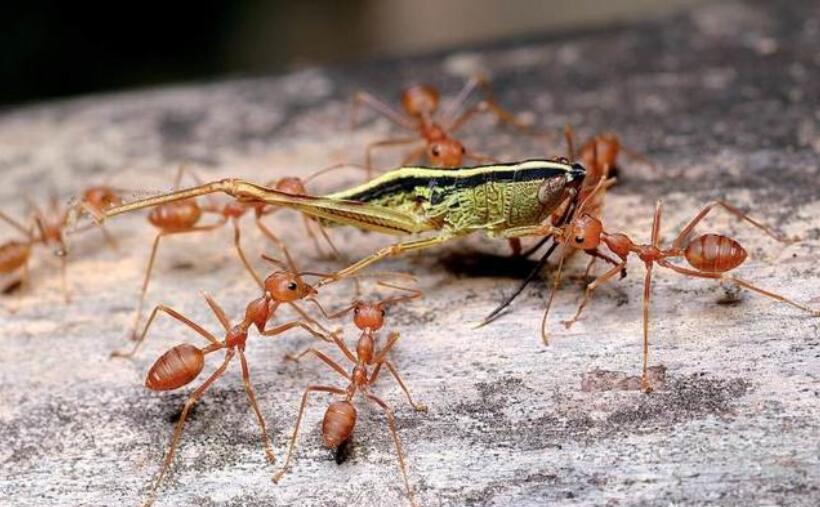 如果一只蚂蚁被带到千里之外，会和当地的蚂蚁合群吗？