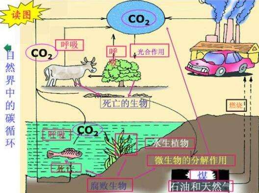 科学家说煤和石油是几亿年前植物动物尸体演变成的，真的吗？