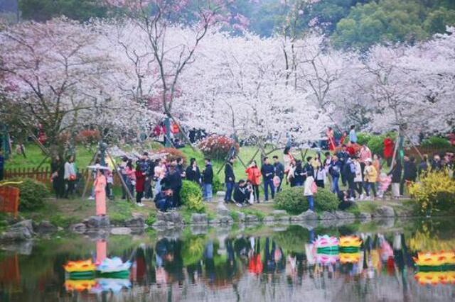 又到每年樱花季，武汉大学人太多，那就去武汉世界顶级东湖樱花园