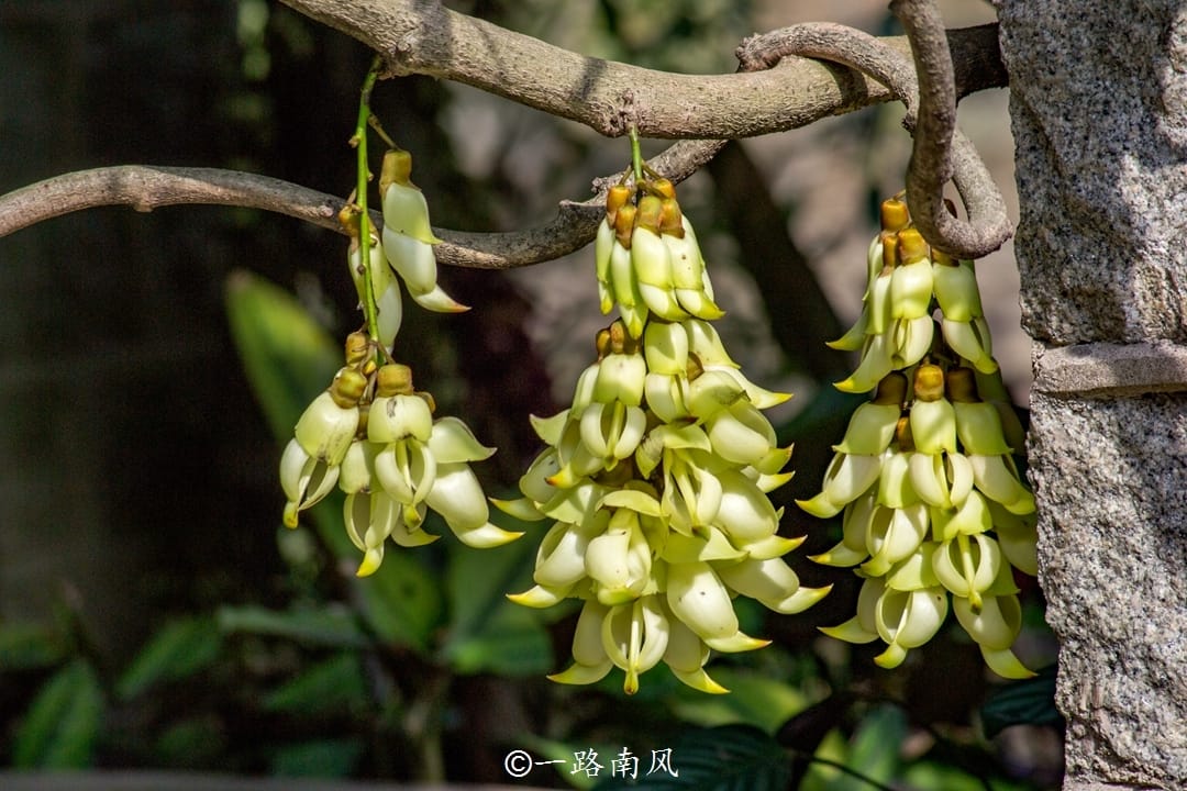 广州最美的季节，华南植物园的花儿笑开了颜，姹紫嫣红真好看！