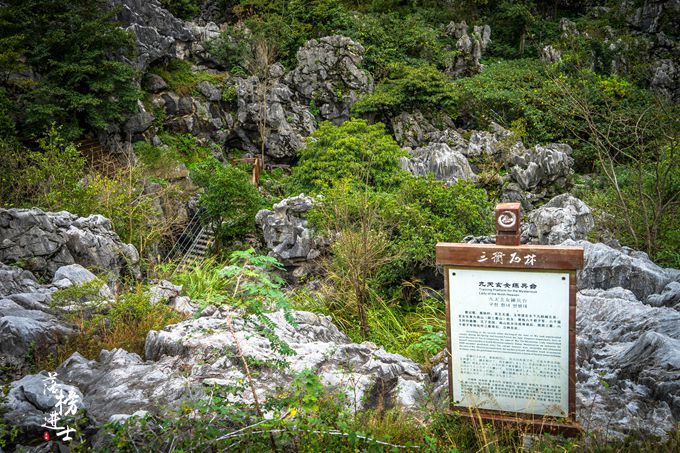 浙江也有石林景区，堪称“象形石动物园”，网友：这个纬度好神奇