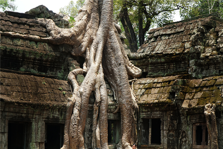 柬埔寨：塔布伦寺，毁坏吴哥文明之“树精木怪”
