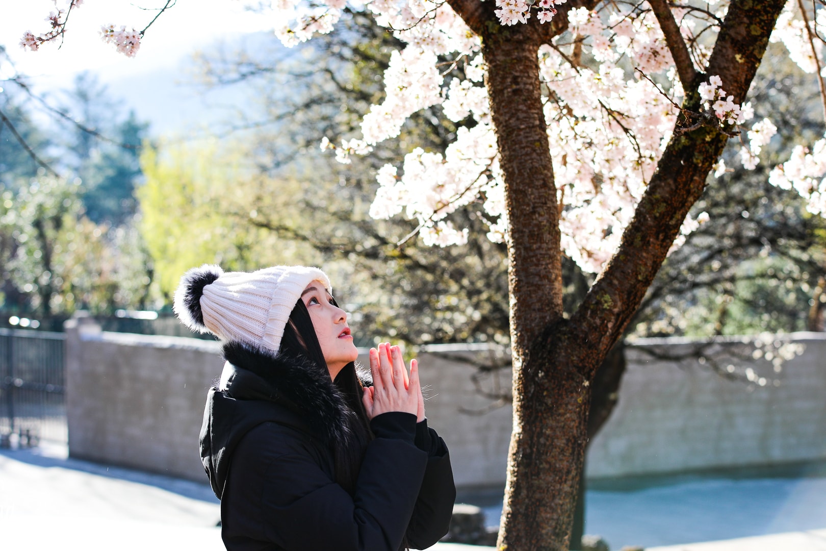 最高海拔5596米的玉龙雪山，却很神奇能看到春天最早的花儿