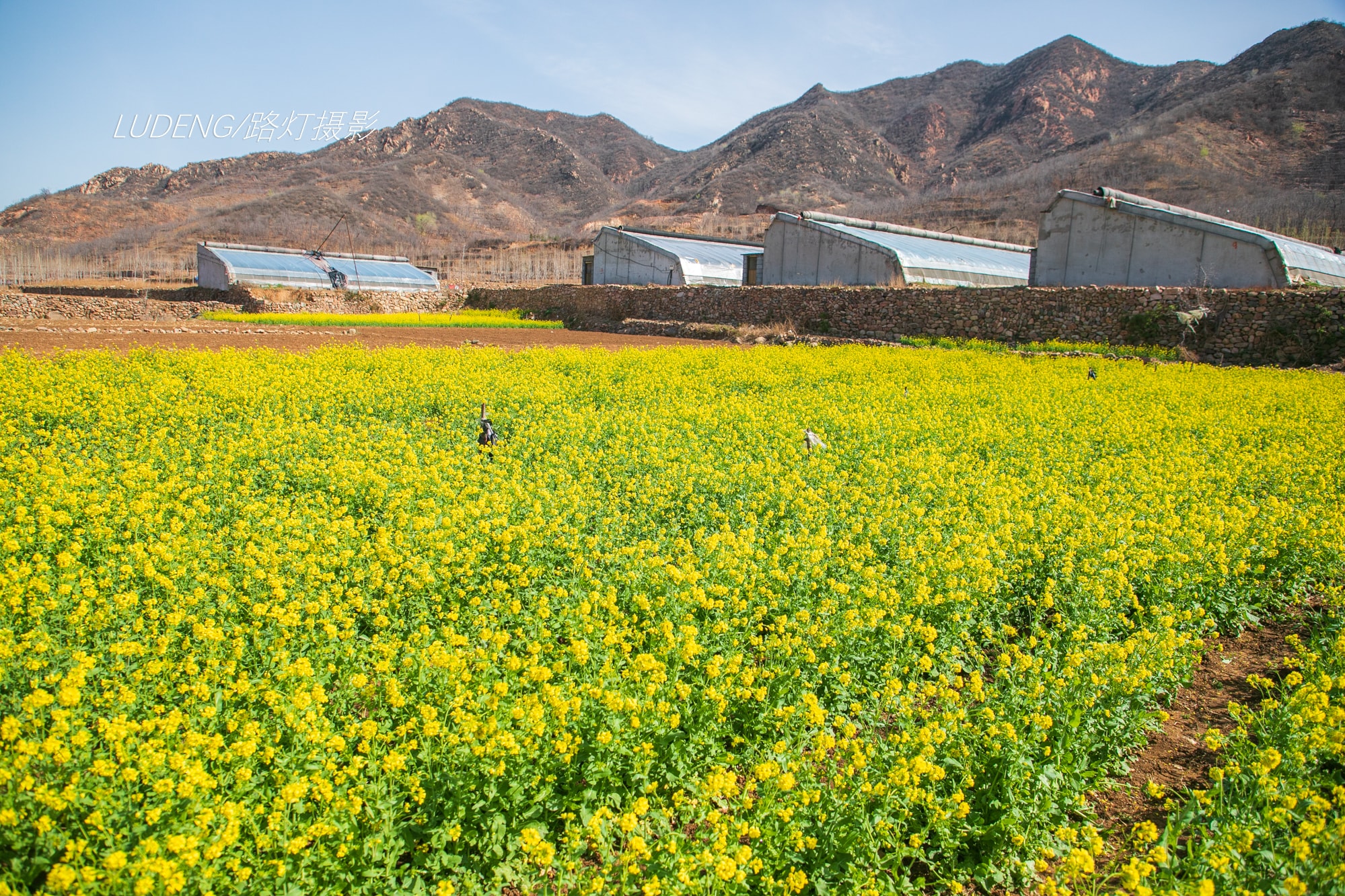 北方小山沟的春天，路边油菜花开得正好，恍惚到了江南