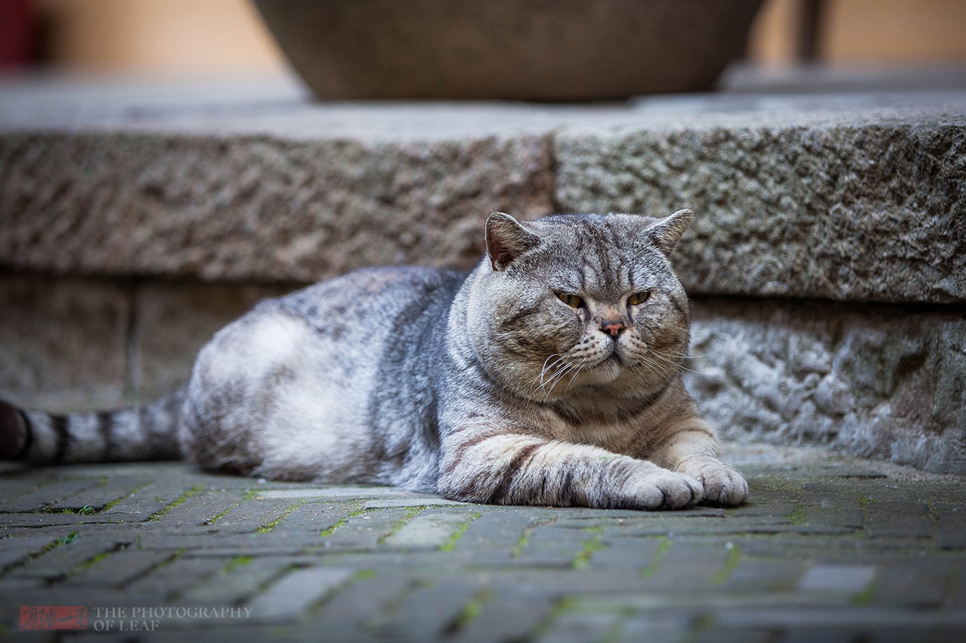 江苏千年古刹里的网红猫，曾被人偷偷抱走，只过了一夜就还回来了