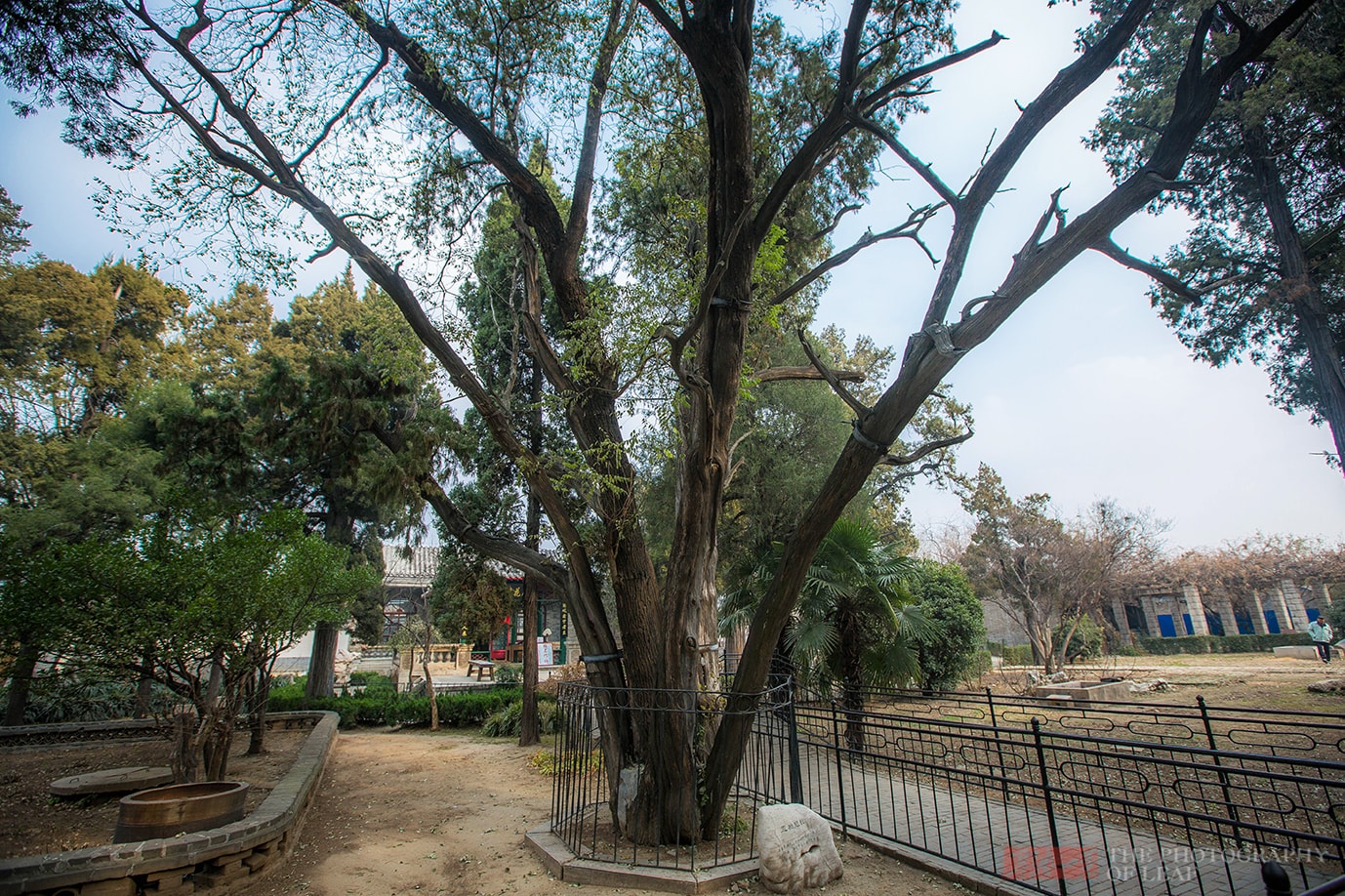 400年前这棵树被雷劈成五瓣，200年后中间长出一槐树，成一大奇景