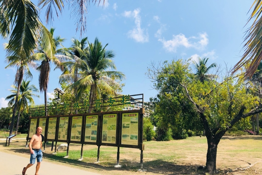 阳春三月的三亚，大东海游人多起来，白鹭公园候鸟老人开始放风筝