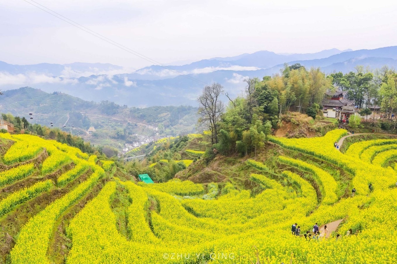 中国最美油菜花田，整个山头都被染黄，宅家许久的游客纷纷来踏青