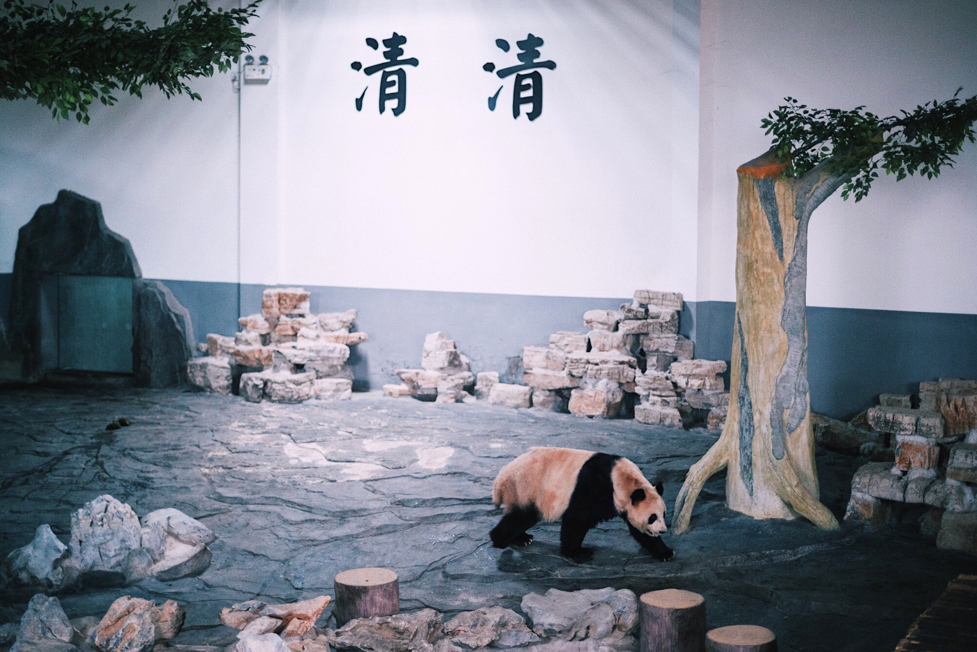 浙江德清被忽略的景点，有两只来自四川的大熊猫，知道的人不多