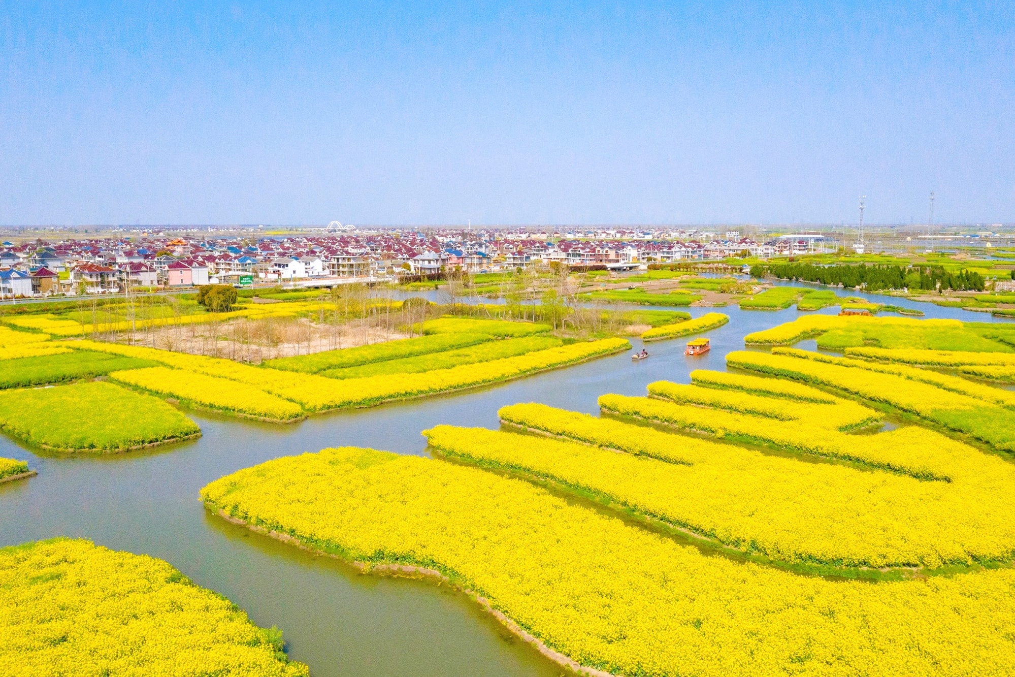 兴化千垛油菜花海，犹如古人摆在水中的龙门阵，此时已是一片金黄