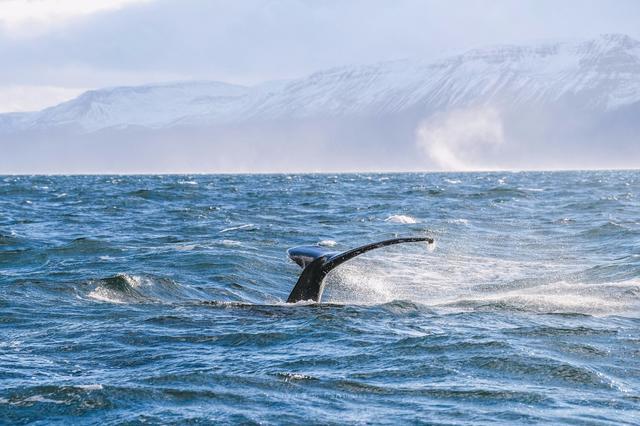 冰岛最适合赏鲸的小镇，99.5%的概率都能看到，还有罕见的深海鲸