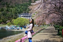 福建的高山花园，遍植台湾高山茶，却被誉为中国最美赏樱胜地