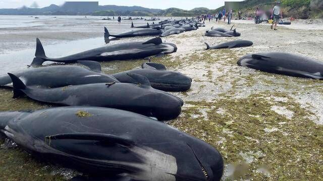 印尼爪哇岛大批巨鲸惨死，海洋已受核污染了？