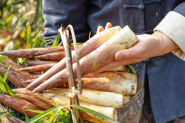 春天到了，记得吃“开春3鲜”，春天才能碰上的美味，别错过了
