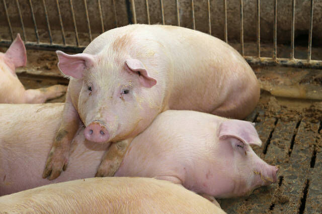 中国驯养了五千年的黑猪，短短几十年全“变”成白猪，可叹