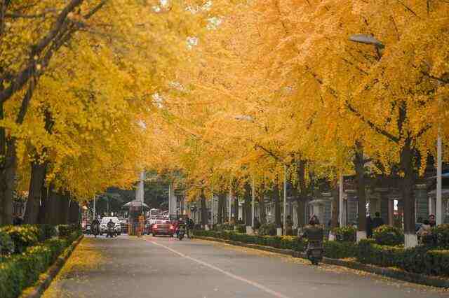 实拍四川最美高校，一到秋天便迎来颜值巅峰，本地人都爱去打卡