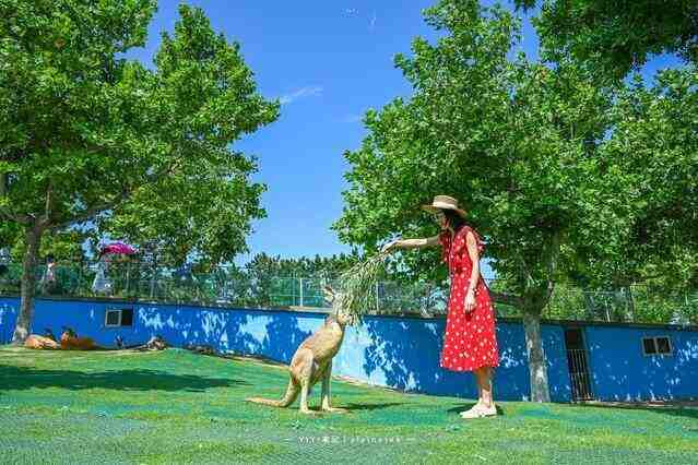 国内“最奇特”的野生动物园，修建在海岸边，保护动物比游客还多