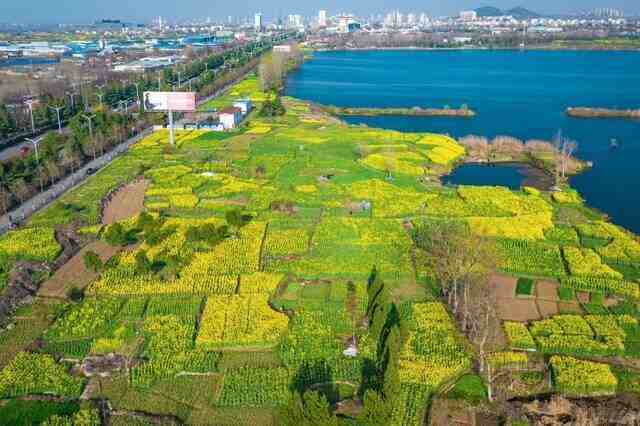 塌陷的水塘，加上不起眼的菜花，却无意间成了当地人气最高的景点