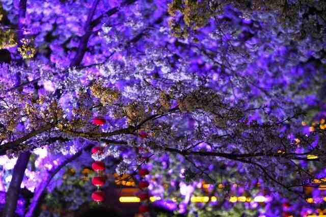 一年一度的赏樱之旅，国内六处赏樱胜地，个个风景优美不输日本