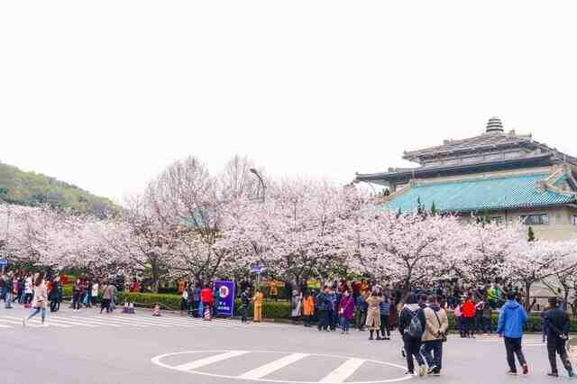 都说欠武汉一个“春天”，那么今年春天如约而至，樱花盛开你来吗