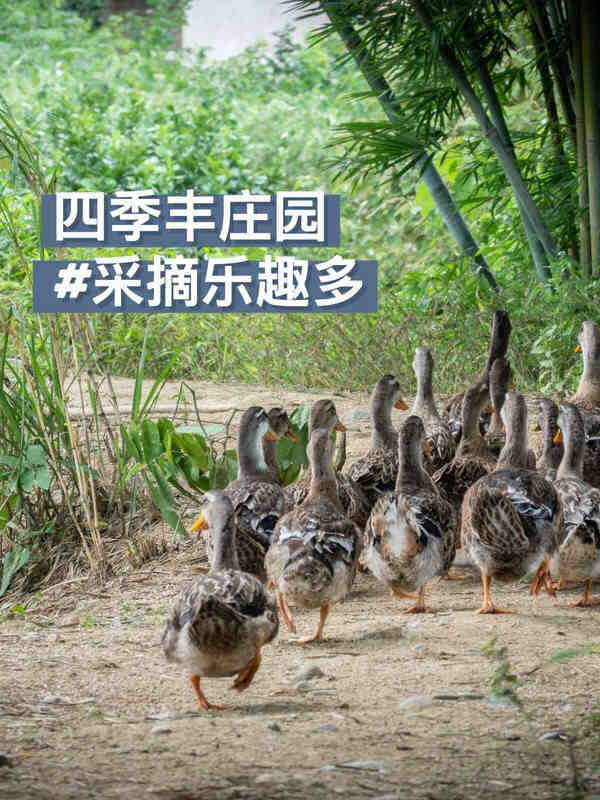 在河源这个地方，温泉和农场体验两不误，赶紧走起来