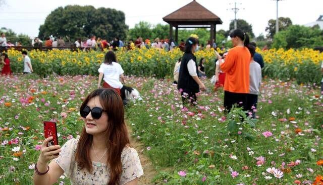 浦北县白石水镇：良田花海美 游人闻香来