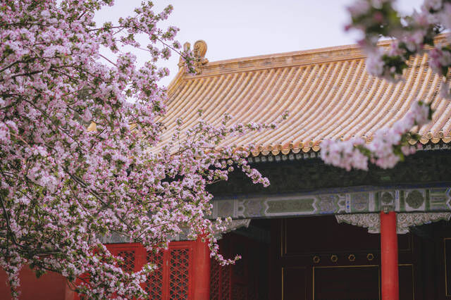 故宫的这个角落原是太子东宫，春天花海盛放，美得像梦！