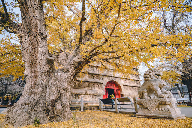 北京隐秘赏秋古寺，隐于帝都城市中心，与故宫同岁