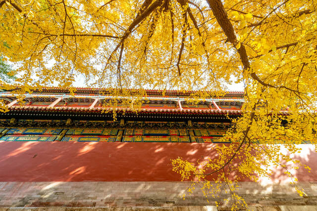 天朗气清，红墙黄叶，故宫的深秋太美了！还有600年大展等你看哦！