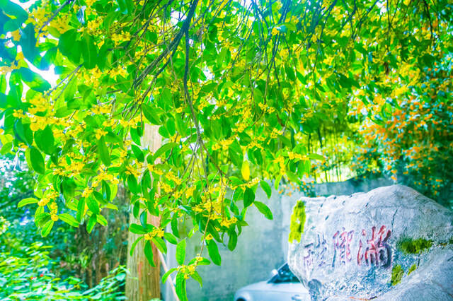 中秋国庆桂花开，杭州满觉陇路飘香十里，你隔着屏幕都能闻到花香