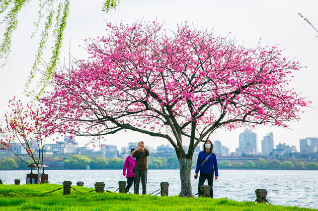 杭州人惦记的白堤桃花开了，西湖桃红绿柳，鸳鸯戏水