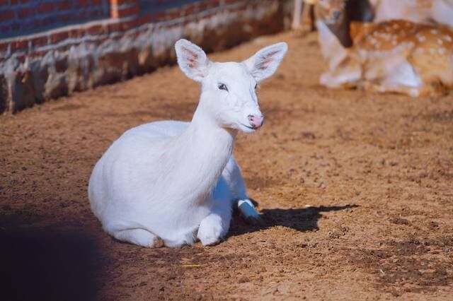 长春周边乡村游，看百年不遇的白鹿，品村里的美食，住别墅