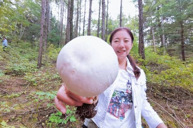 今年到草原玩出新花样，千松坝采蘑菇，放牧，看油菜花