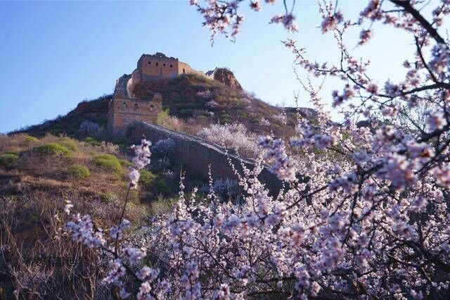京郊周边游，金山岭长城十万亩野杏花，弥漫在人间四月天
