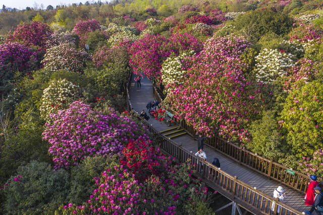 简直美炸了！贵州毕节百里杜鹃花迎来最佳观赏期，你确定不去看看？