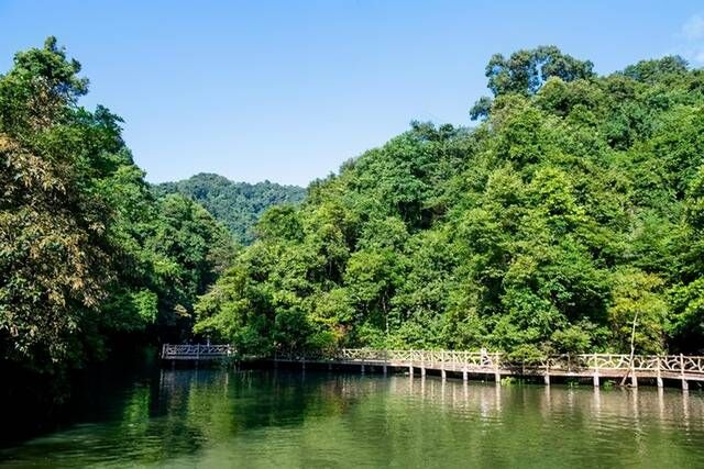 柳州藏有超原始的森林美景，青枝绿叶画中景，你想去这里玩玩吗？