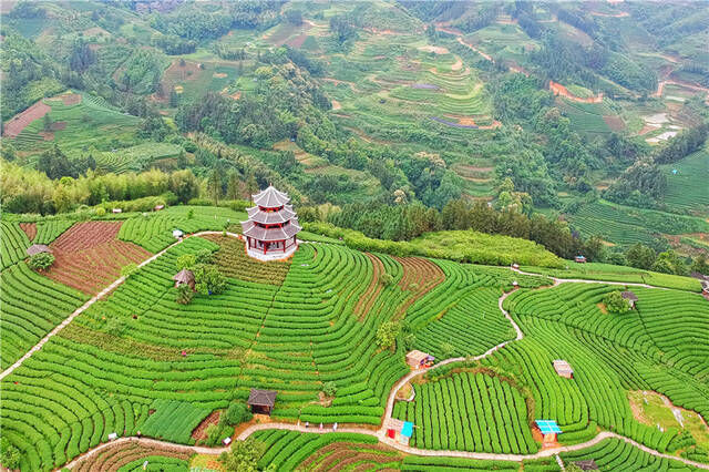 广西有个仙人山，中国大陆早春第一茶就出自这里，环境清幽如仙境
