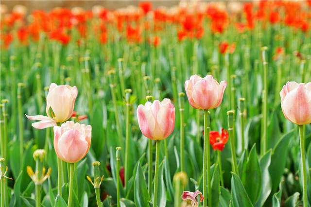 五一小长假去哪儿玩？来安徽宿州植物园赏花，郁金香开的正好