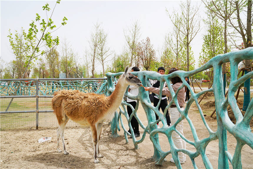 宿州野生动物园一日游图片