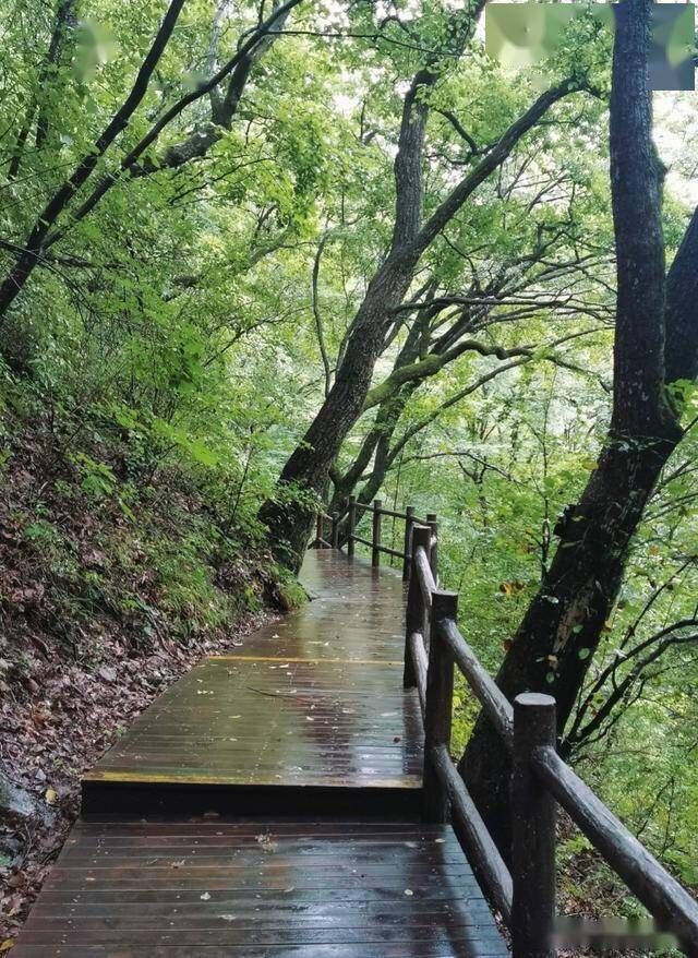 河南夏天的避暑秘境，适合中老年人的绝美景区，纯粹的绿色王国