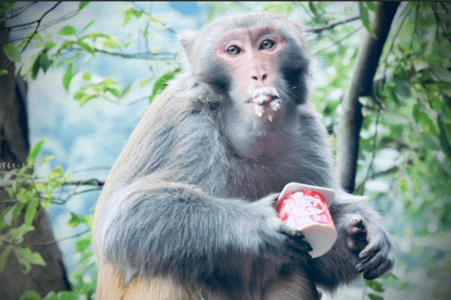 1200只猴子占山为王：调戏女游客，拦路抢食物，你说咋办？